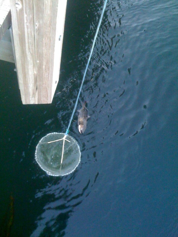 Manuouveren naar het net