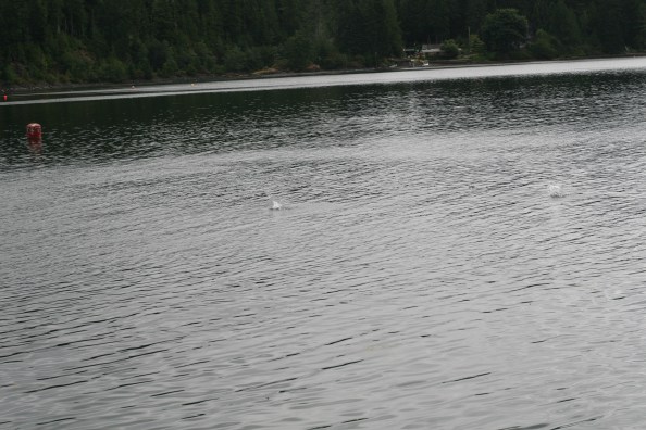 Pinks springen overal