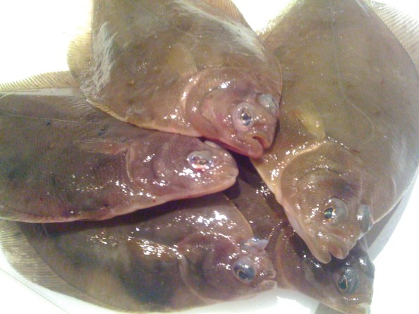 Toekomstige gerookte schar