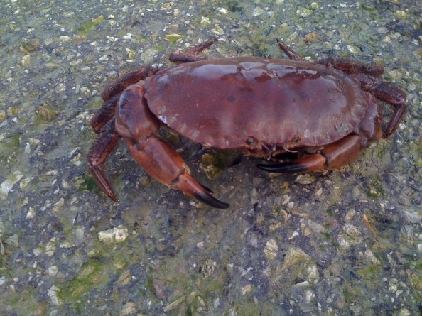 Een mooie dikke krab