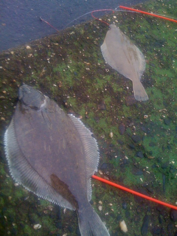 Links de mosschar, rechts de gezonde