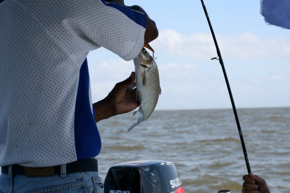 De enige vis van de dag