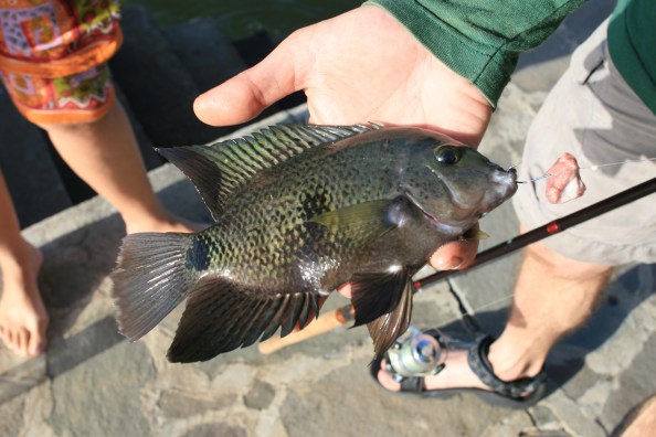 En weer een ander soort