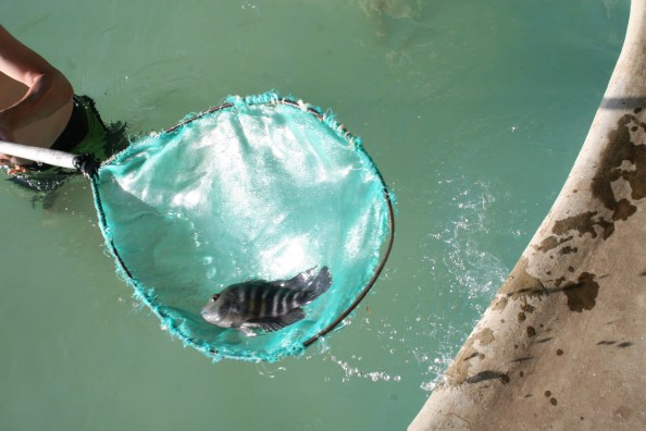 UIt het zwembad weer terug in het meer