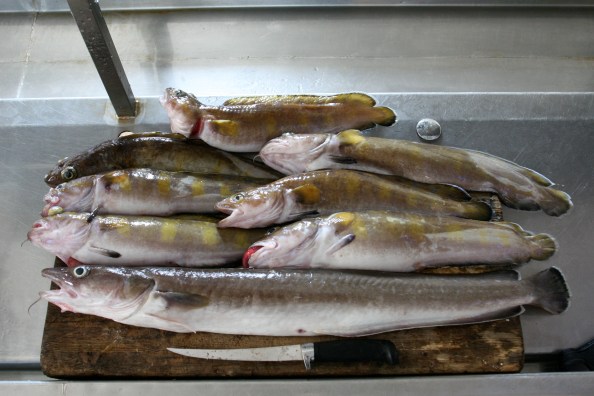 Een tableautje Lom en Leng