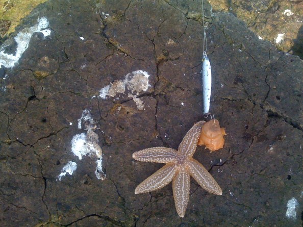 Dubbelvangst, Anemoon en Zeester