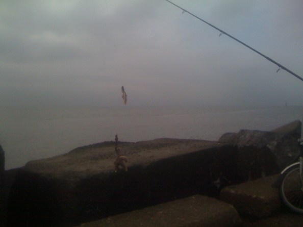 Doubletje zeesterren