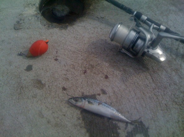 Een van de makreeltjes