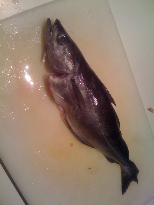 volgens mij een koolvis