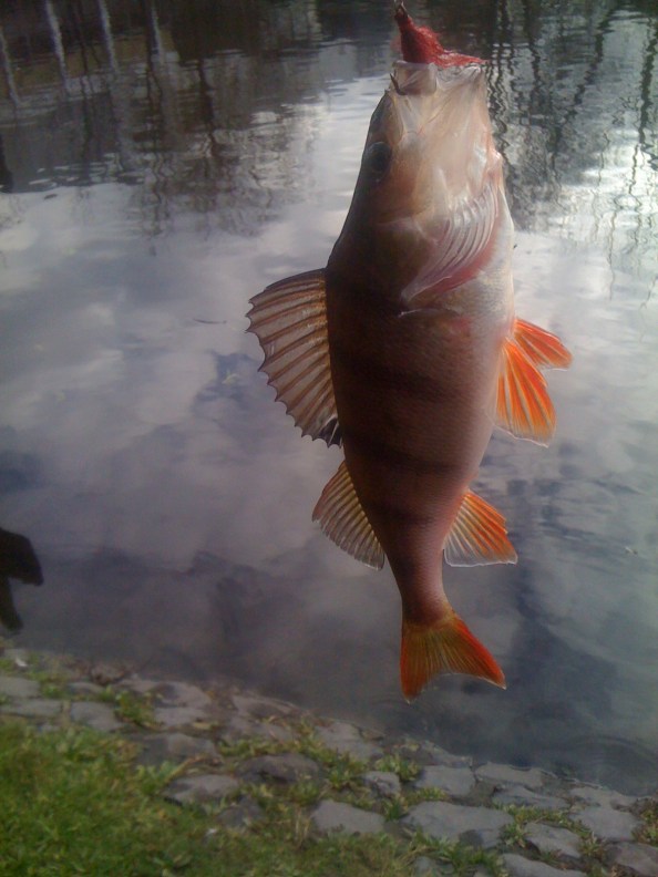 Een baars aan de spinner