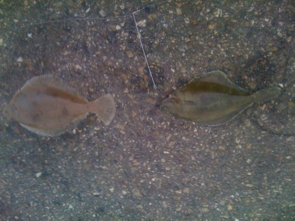 Schar en mosschar boven