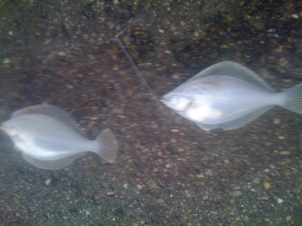 Schar en mosschar onder