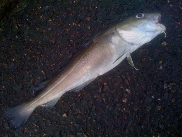 Het gulletje op het goede (foto)moment