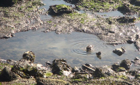 de strandlopertjes namen een lekker badje