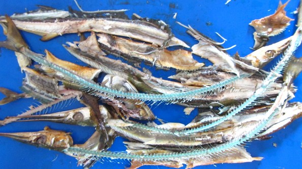 Gerookte geep en makreel: lekker!