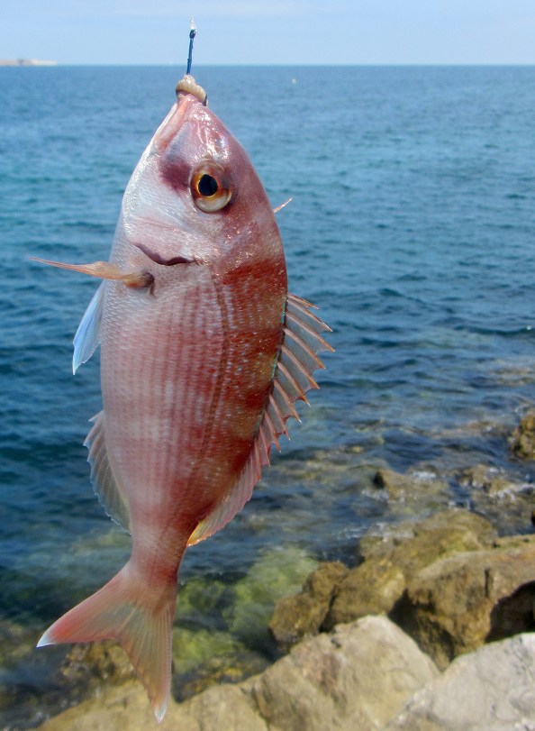 Overdag komt de kleur ook heel mooi uit.