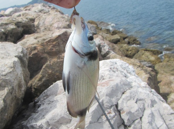 Een echte Diplodus vulgaris
