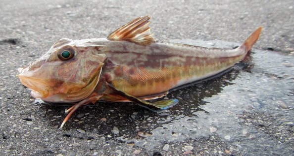 IMG_0793-poon-andere-zij