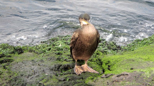 IMG_0805-kuif-front-twee-poten