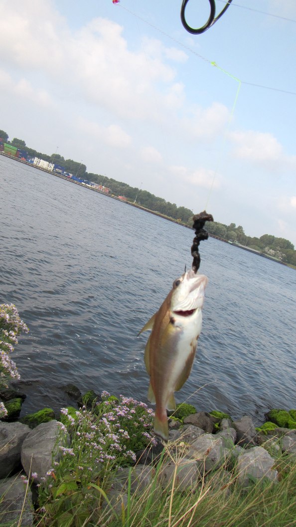 steenbolkje-IMG_0751