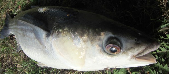 IMG_0851-vanaf-de-kop