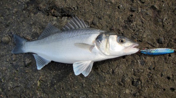 IMG_0859-baarsje-aan-Toby