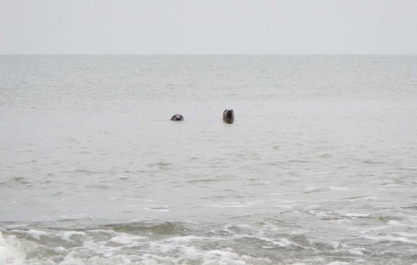 IMG_1127-nieuwsgierig-1