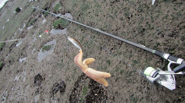 IMG_1130-wijting-en-zeester