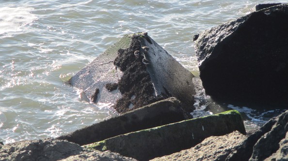 IMG_1341-strandlopertjes