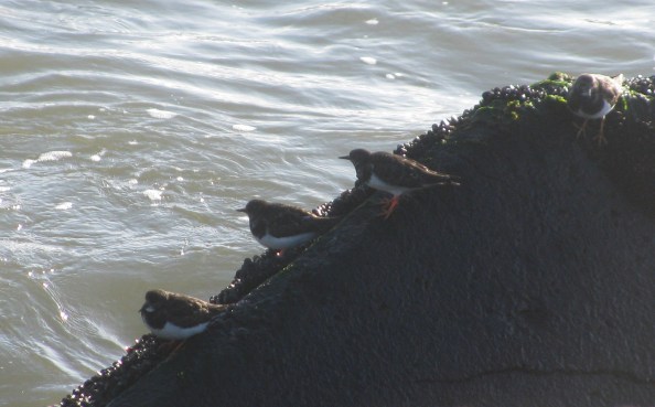 IMG_7186-closeup-strandlopertjes jacques' foto