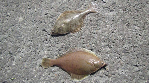 IMG_1493-bot-en-schar