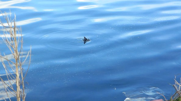 mvi1492-24fps-piks-0261