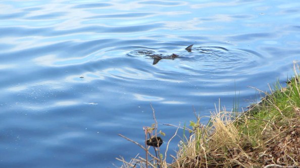 mvi1492-24fps-piks-0957