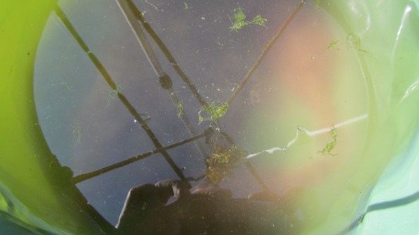 Bot en schar in het emmertje.