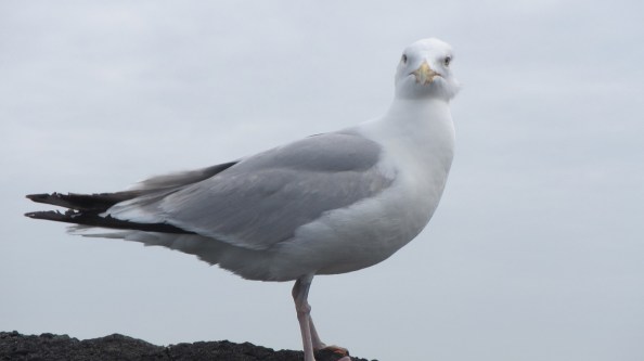Wachten-op-een-snippertje