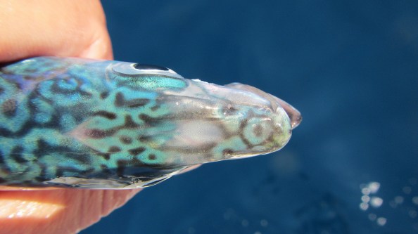 IMG_1713-doorzichtig-koppie