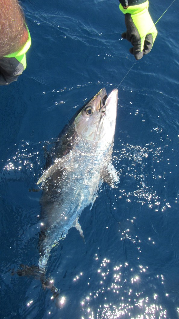 IMG_1718-mijn-eerste-blauwvin