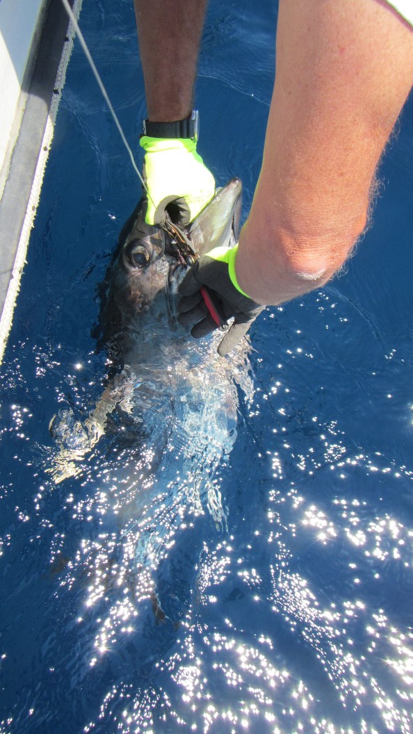 IMG_1720-van-twee-haken-verlost