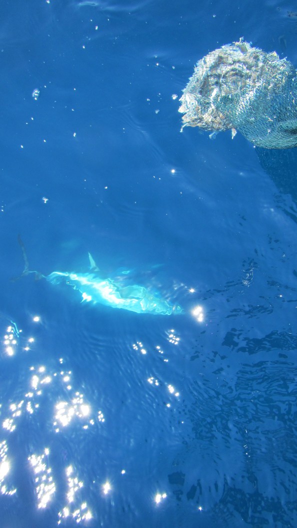 IMG_1725-terug-naar-de-rest