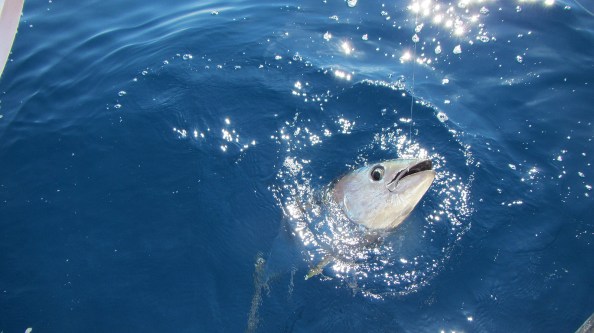 IMG_1732-Vis-van-Eelco-en-nu-van-uit-een-andere-hoek