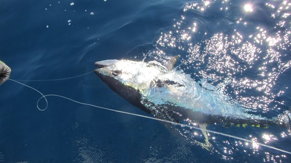 IMG_1733-de-vis-van-Eelco