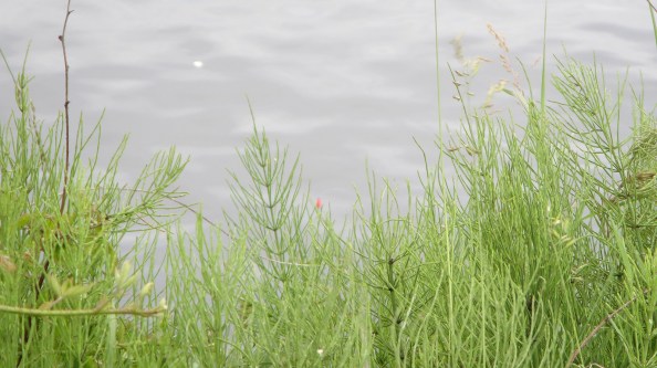 IMG_1805-schuilrandje