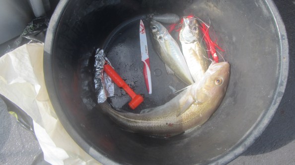 IMG_1817-mijn-emmertje