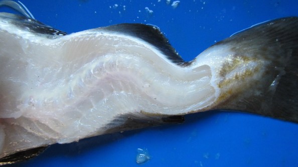 IMG_1827-rare-vergroeing