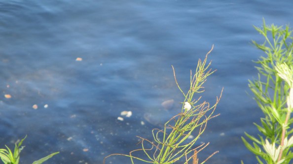 IMG_1879-gedekte-tafel