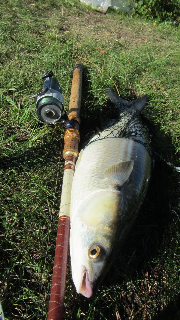 IMG_1882-dunlip-staand