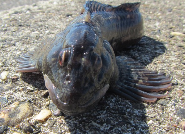 Kruipen met de borstvinnen