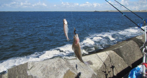 11-wijting-schar-IMG_1945