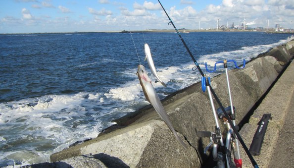 19-schar-en-wijting-IMG_1973