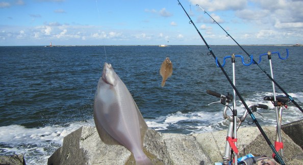 8-twee-scharren-IMG_1940